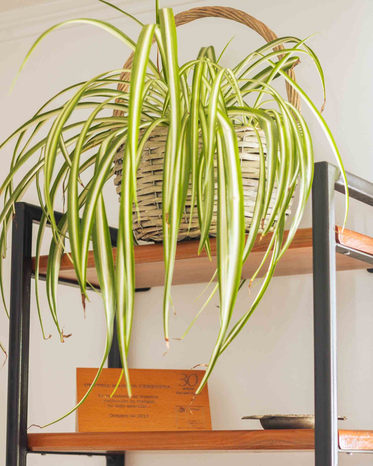 Repisa Clavel con Madera de Roble