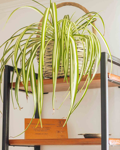 Repisa Clavel con Madera de Roble